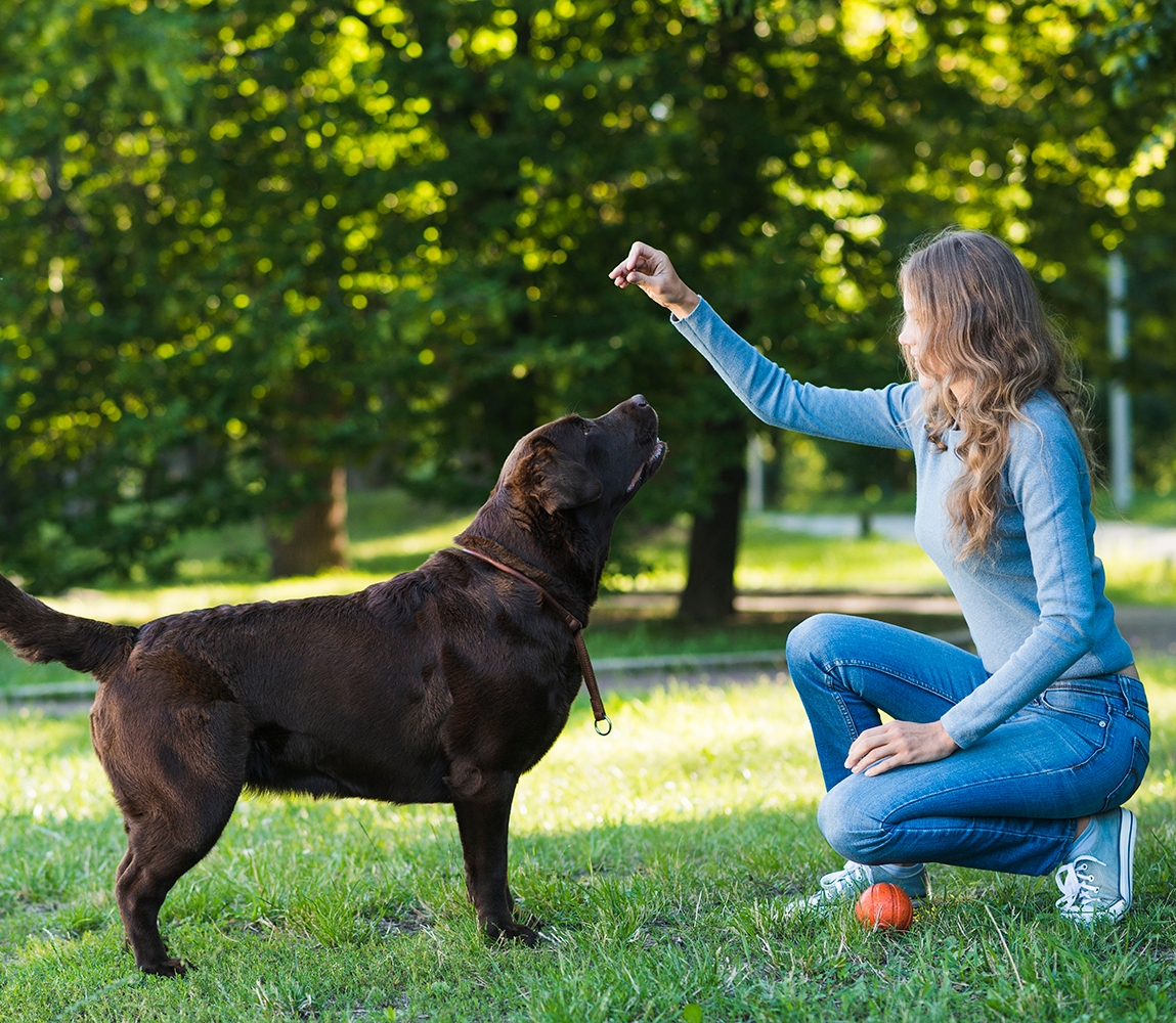 Six Steps for Responsible Pet Ownership